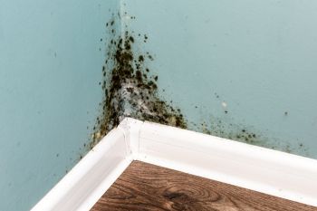 Mold Remediation in Jacksonville Beach, Florida by DMS Restoration Services, Inc