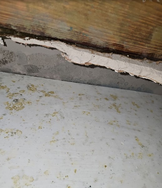 Mold Remediation in Jacksonville, FL (3)