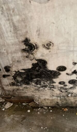 Mold Remediation in Jacksonville, FL (3)
