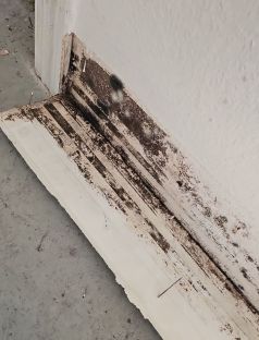 Mold Remediation in Jacksonville, FL (3)