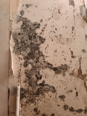 Mold Remediation in Fleming Island, FL (5)